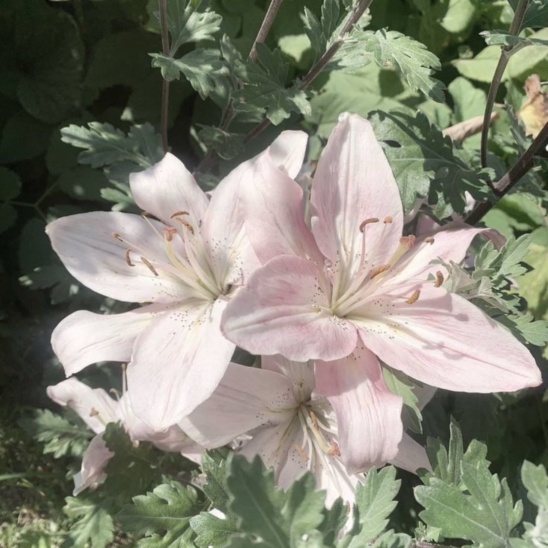 Lily - Lilium