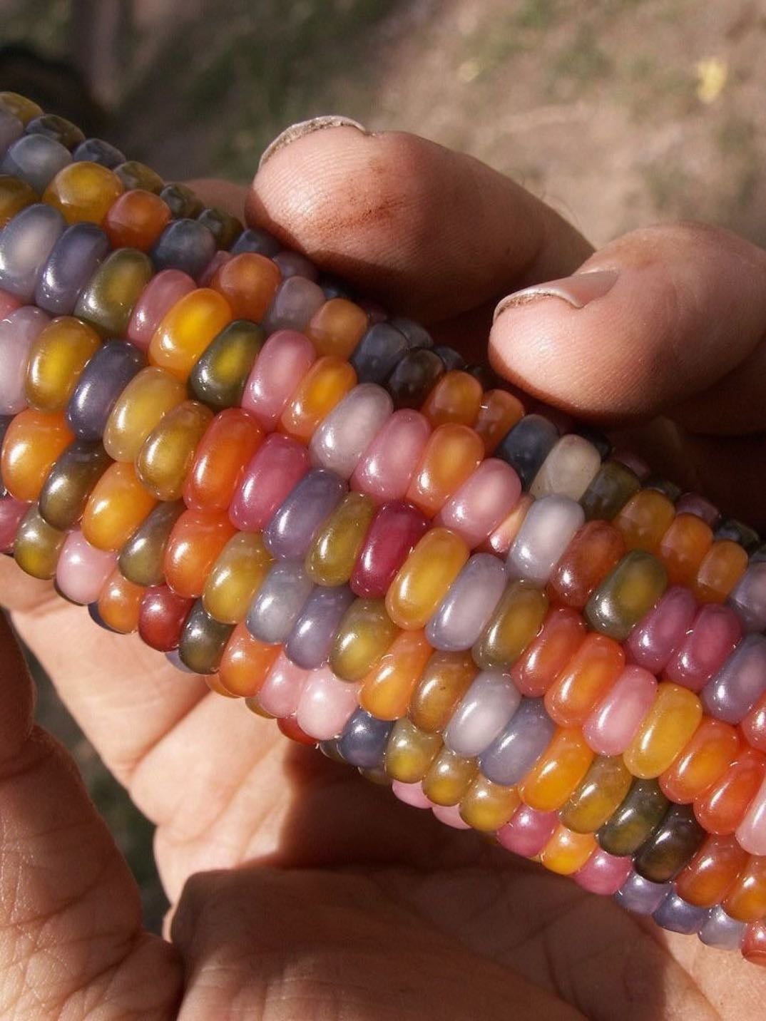 Glass gem corn