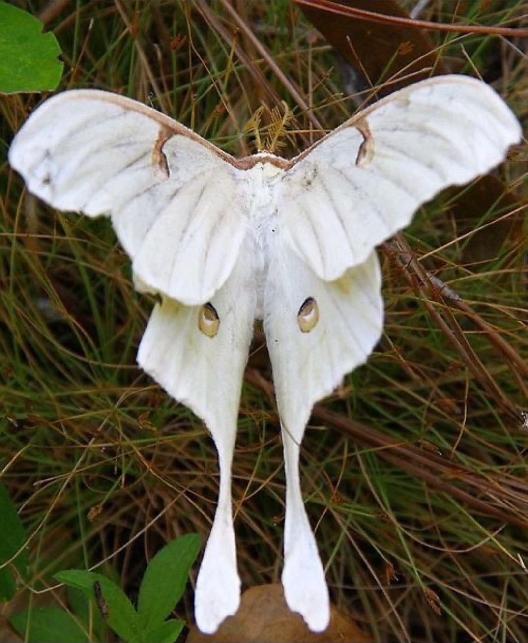 Moth