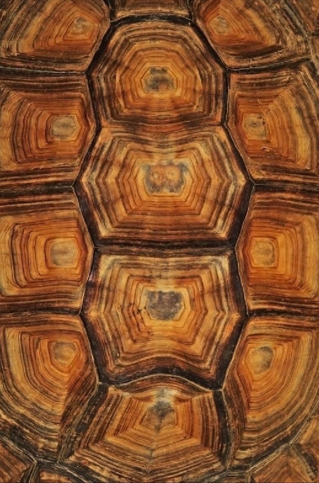 Tortoise shell