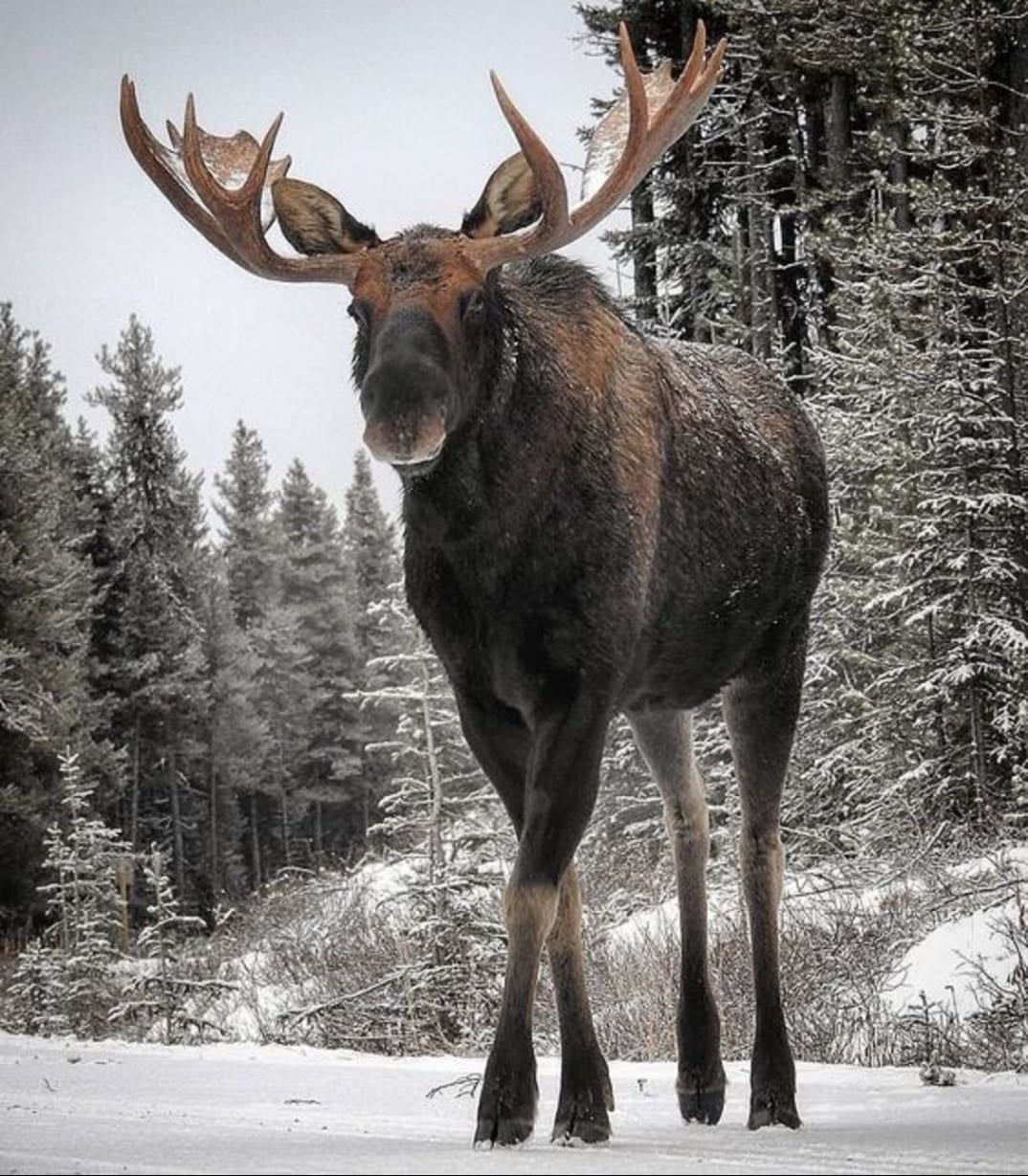 Black moose