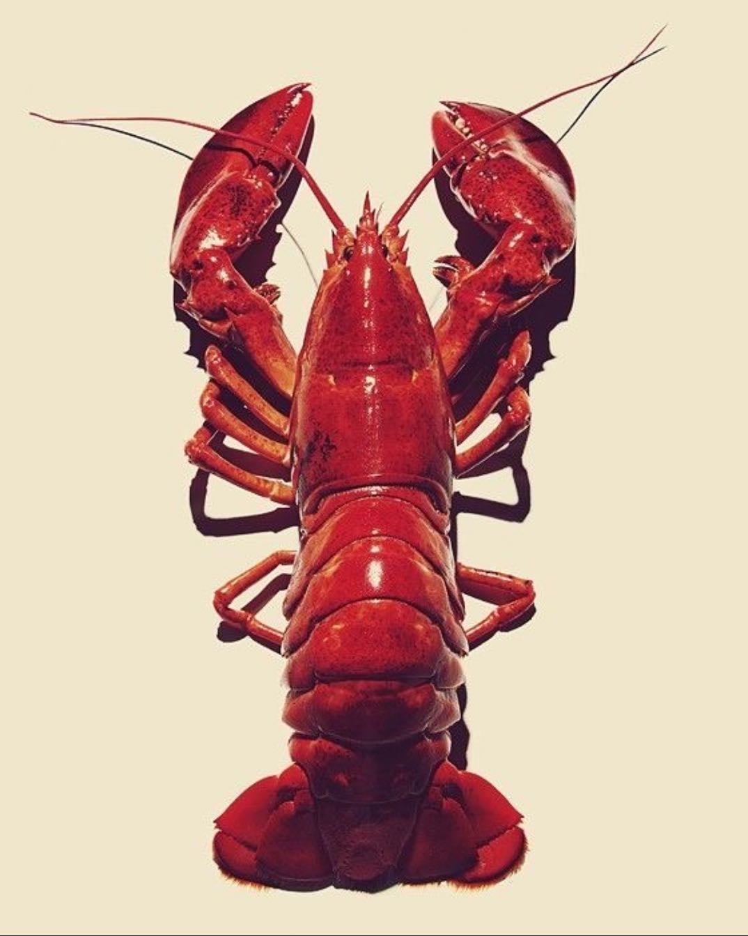 Lobster