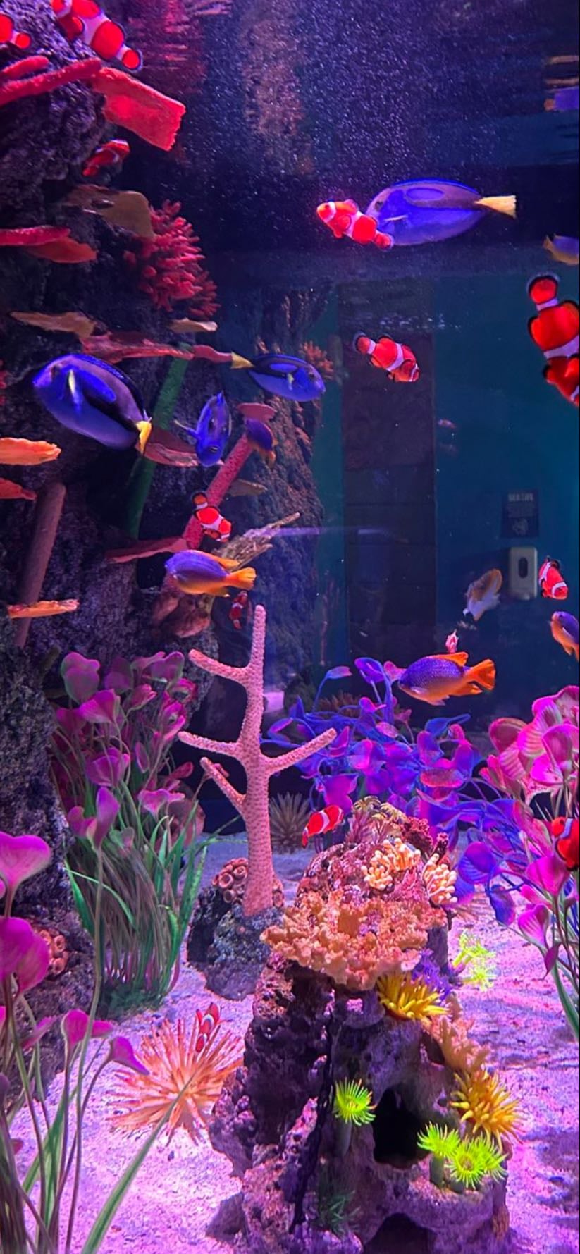 Fish tank
