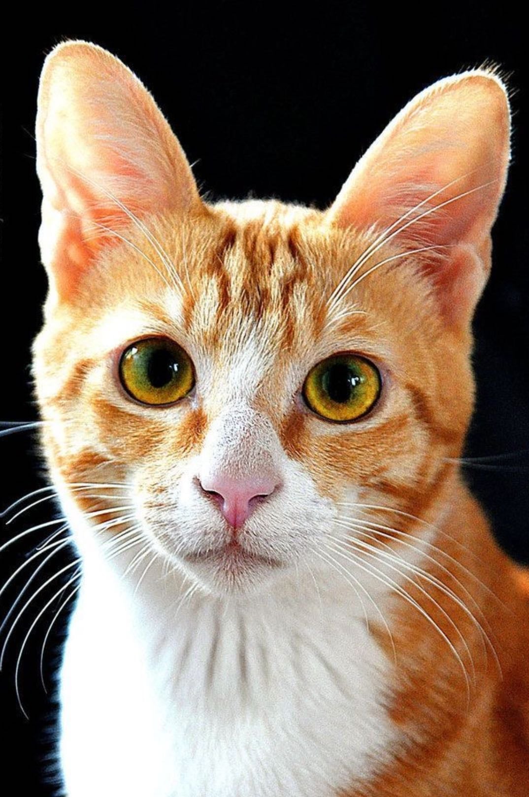 Cats