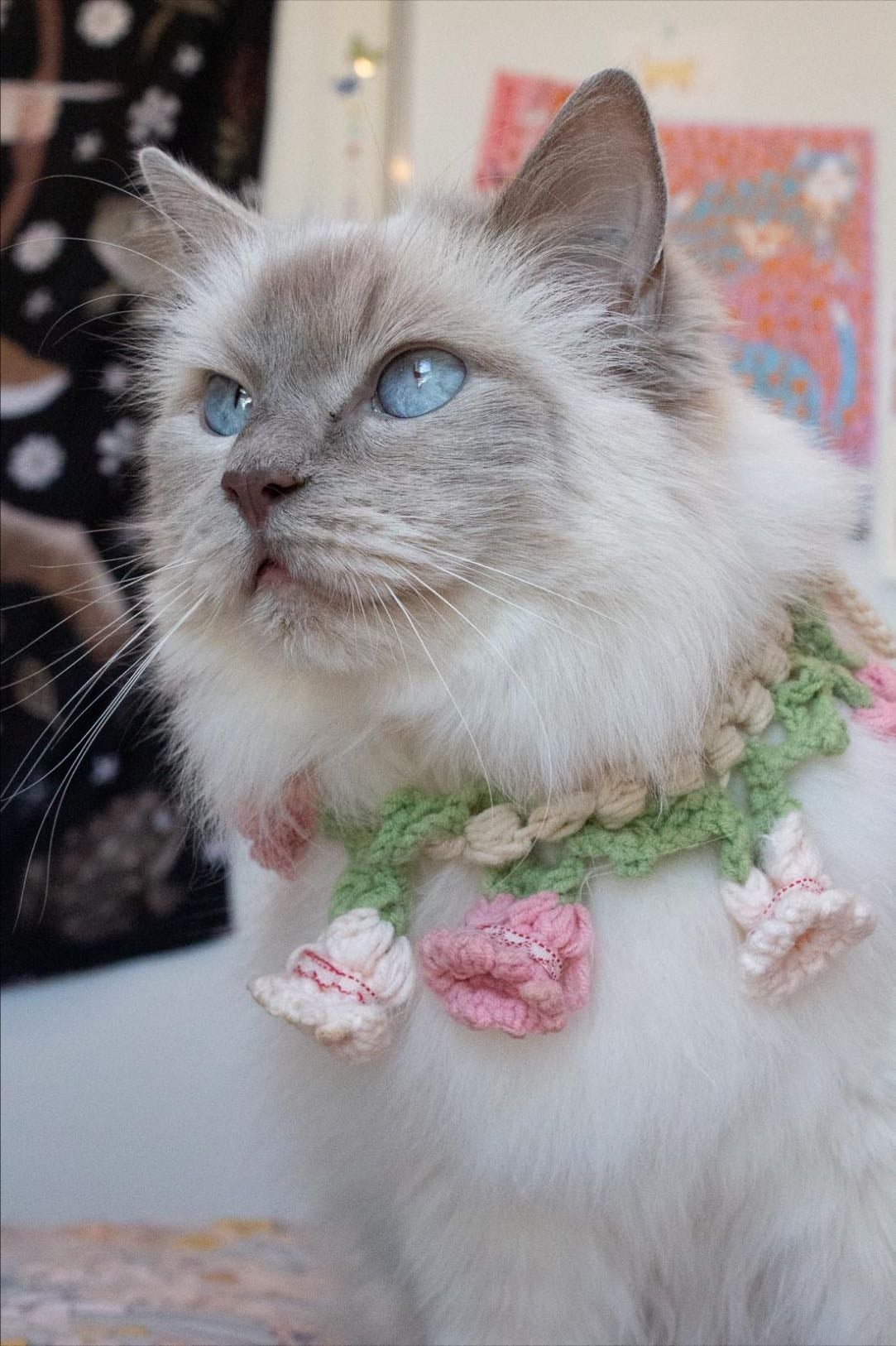 Pet - Poppy
