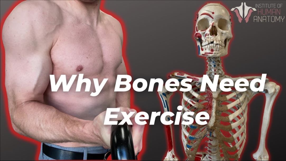 How Your Bones Change With Exercise - Institute of Human Anatomy | Youtube