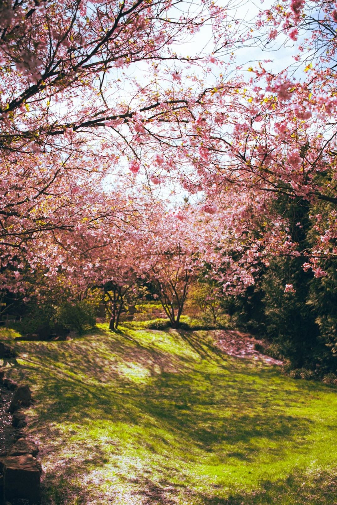 cherry blossom trees