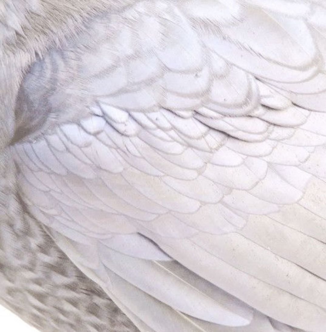 𝑫𝒐𝒌𝒊 𝑫𝒐𝒌𝒊 𝑳𝒊𝒕𝒆𝒓𝒂𝒕𝒖𝒓𝒆 𝒄𝒍𝒖𝒃