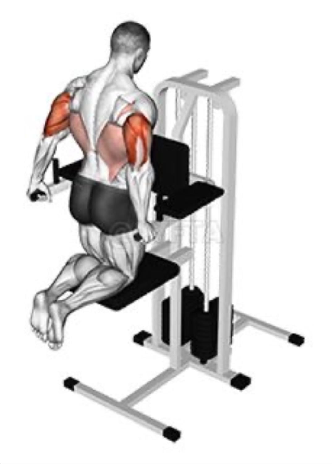 assisted tricep dips