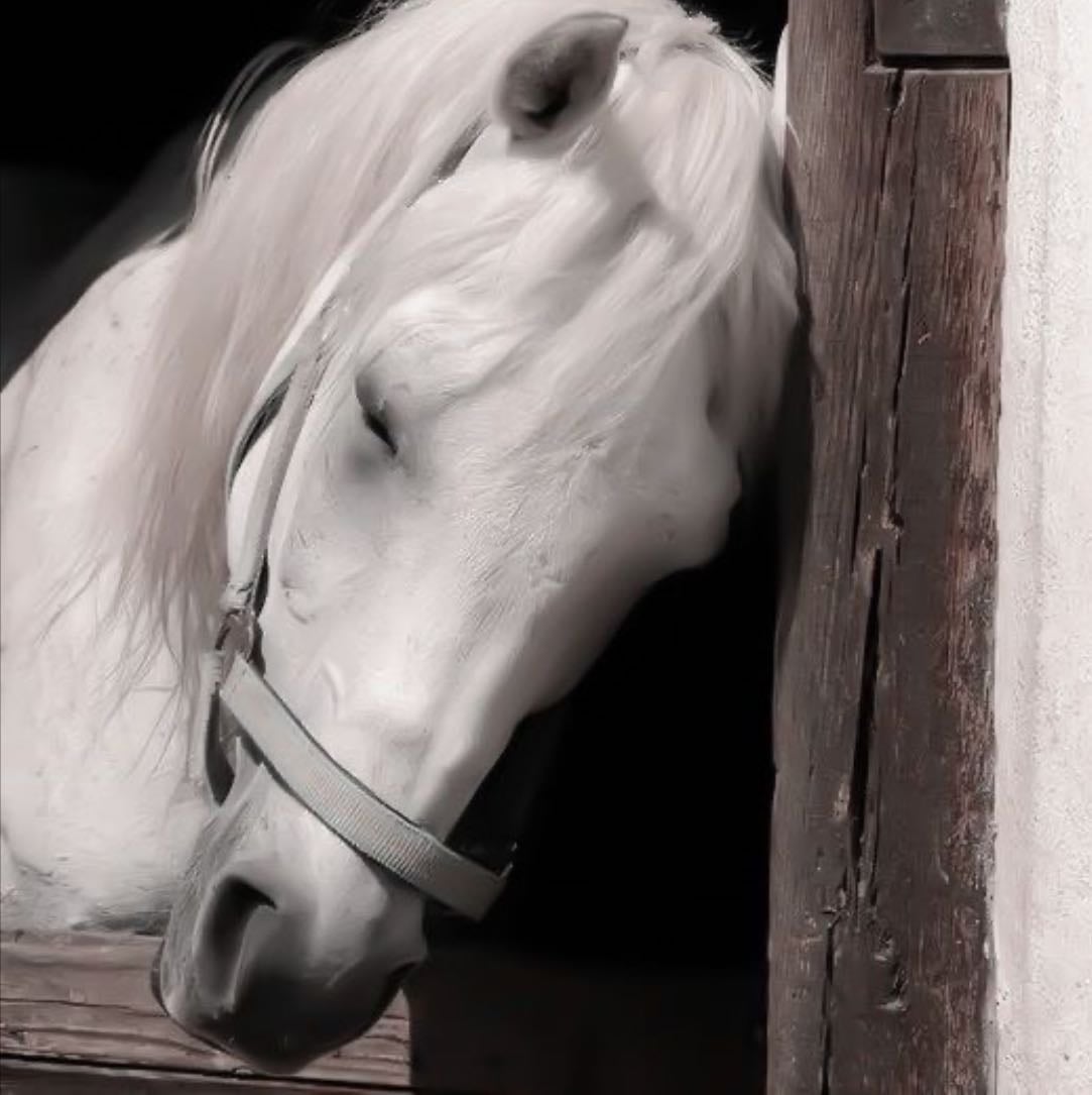 horses - equus caballus