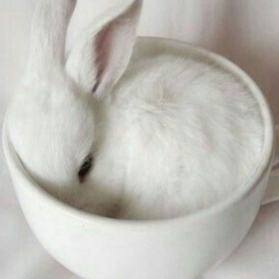 rabbits - oryctolagus cuniculus