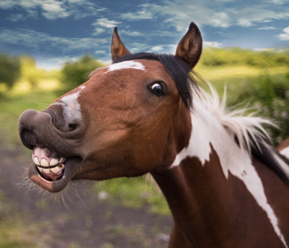 Jocularity - the quality of being humorous