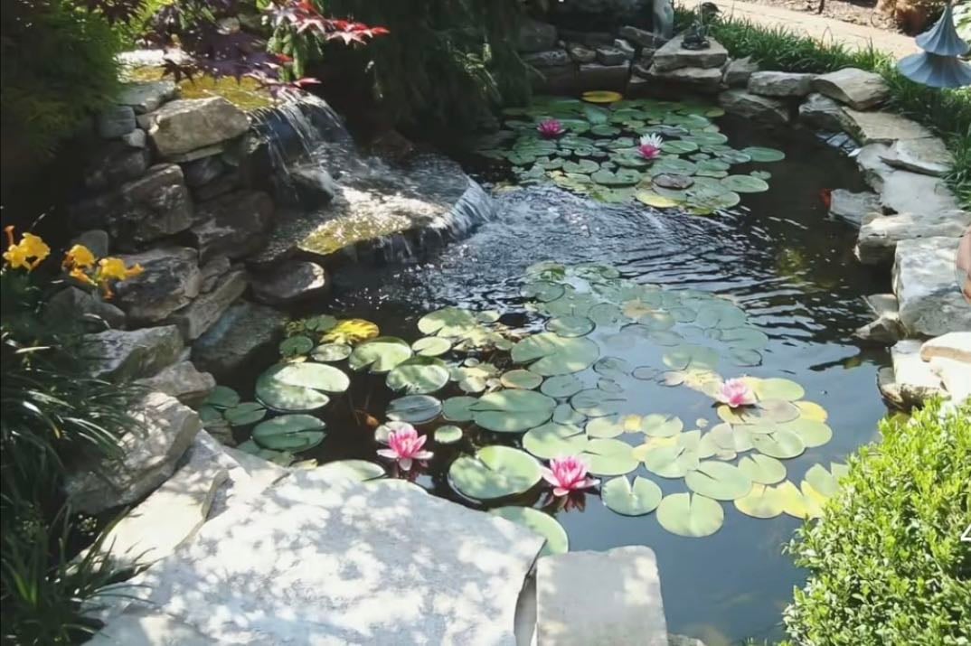 koi pond