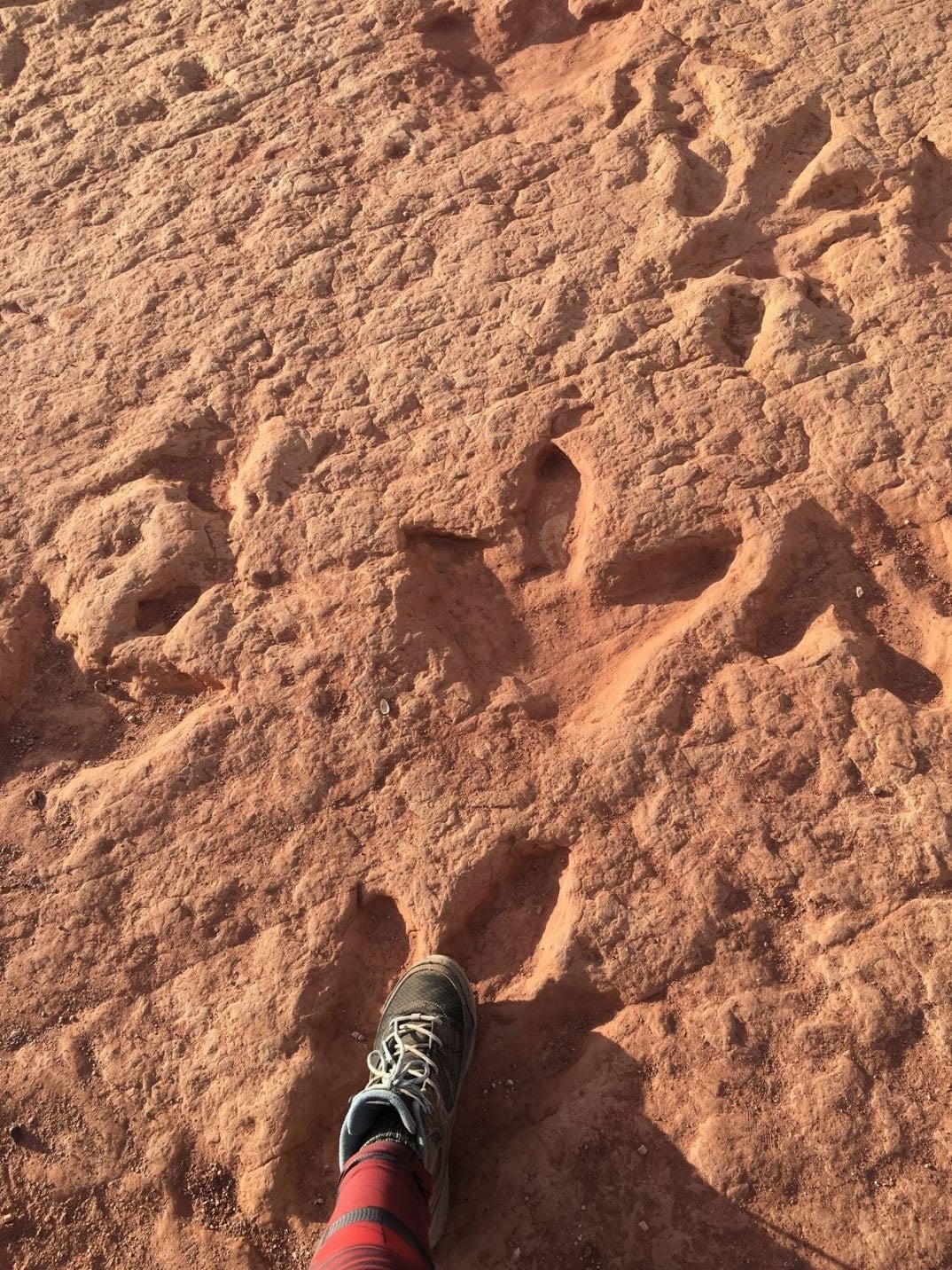 Navajo Arizona, dinosaurs footprints