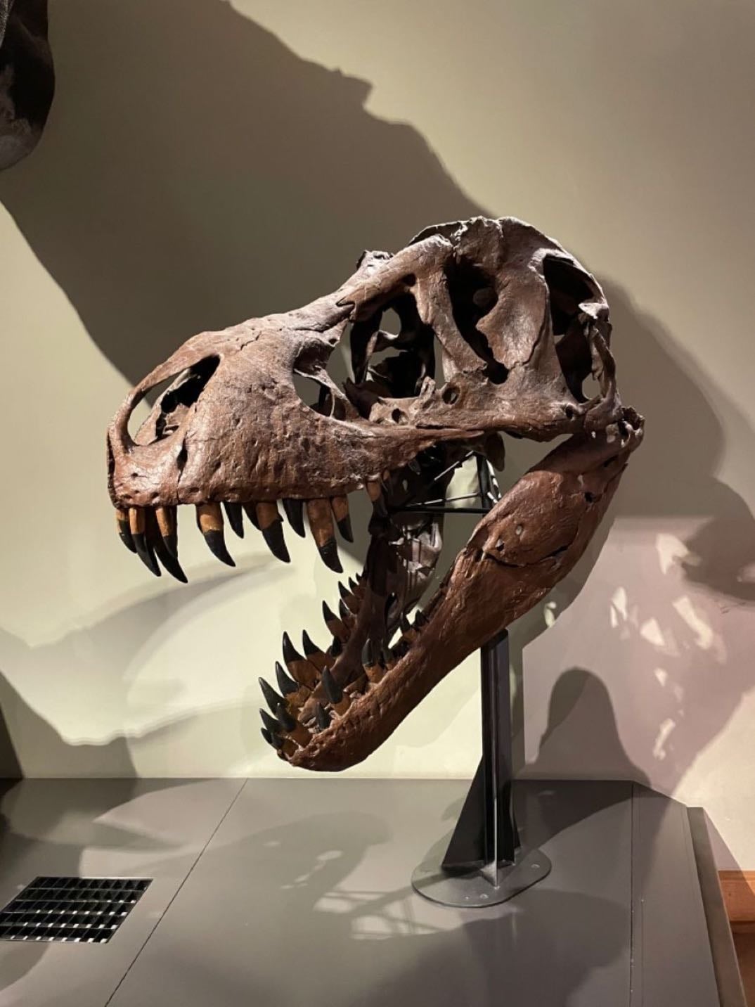 t-rex skull