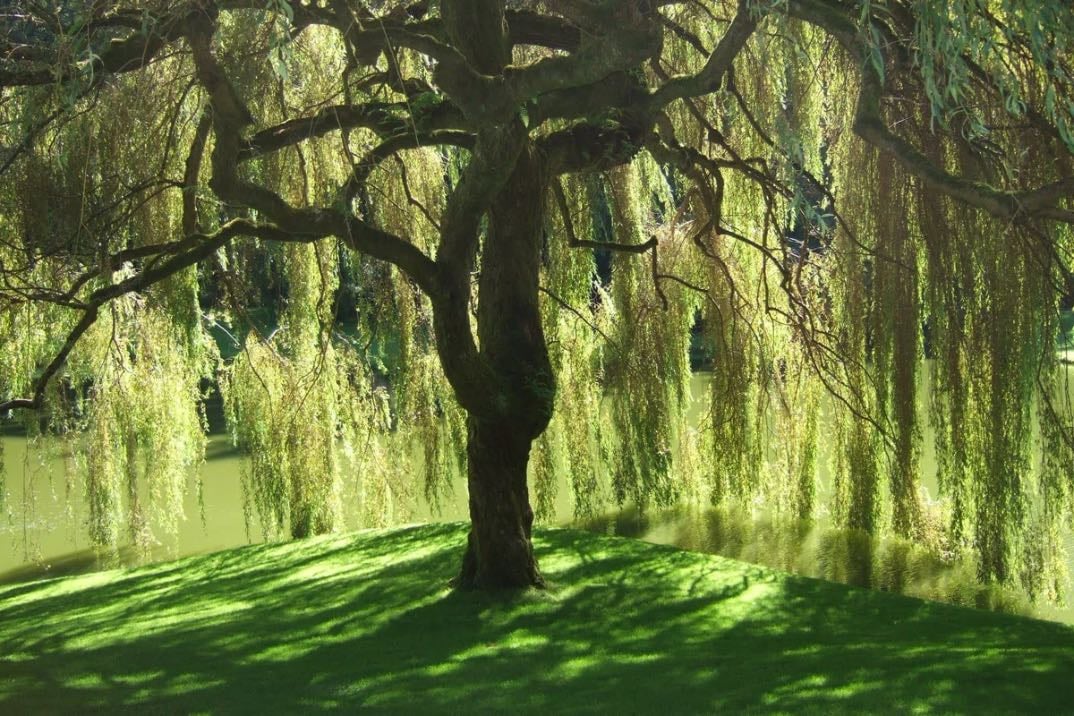 willow tree - probably not possible since i don't want such a big garden, but i'd love to live near one that is next to water:)