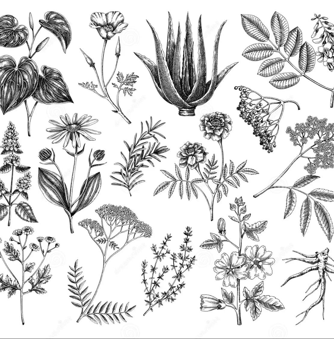 Healing Herbs/Plants that I Adore