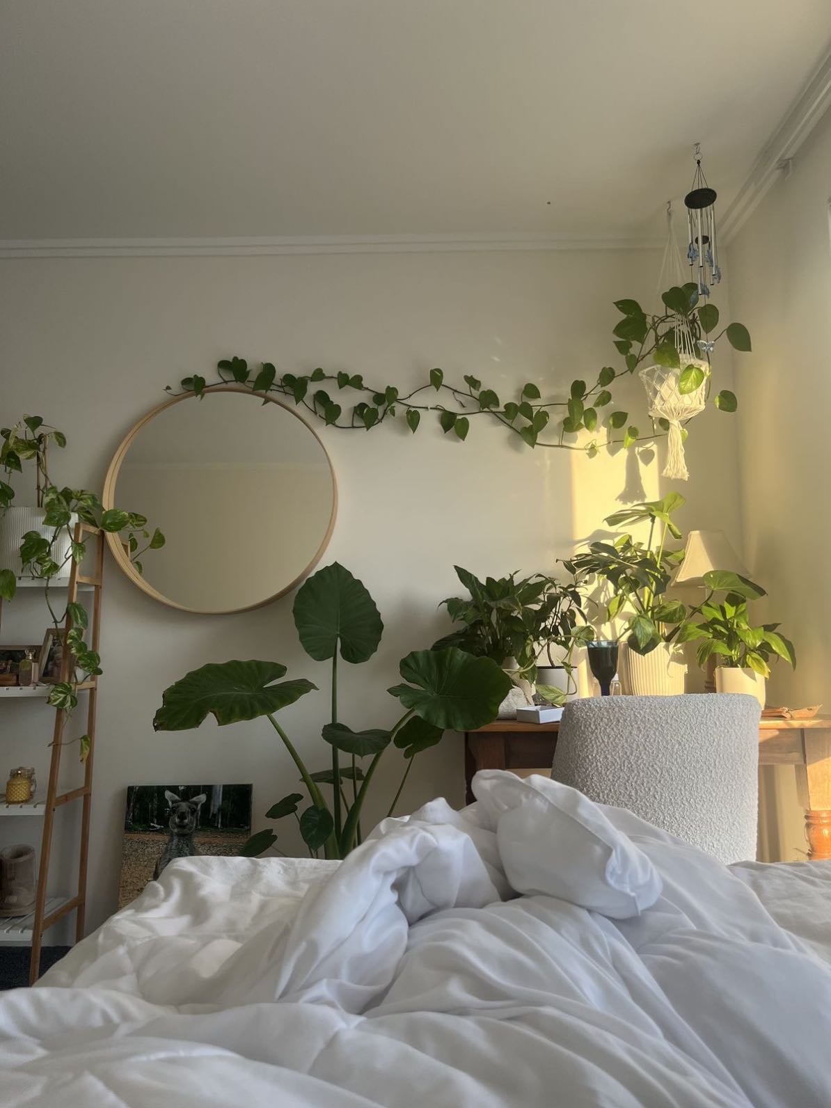 Plants