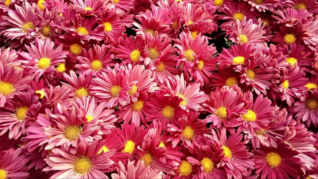 Pompon Flowershop - Floral design shop with local delivery