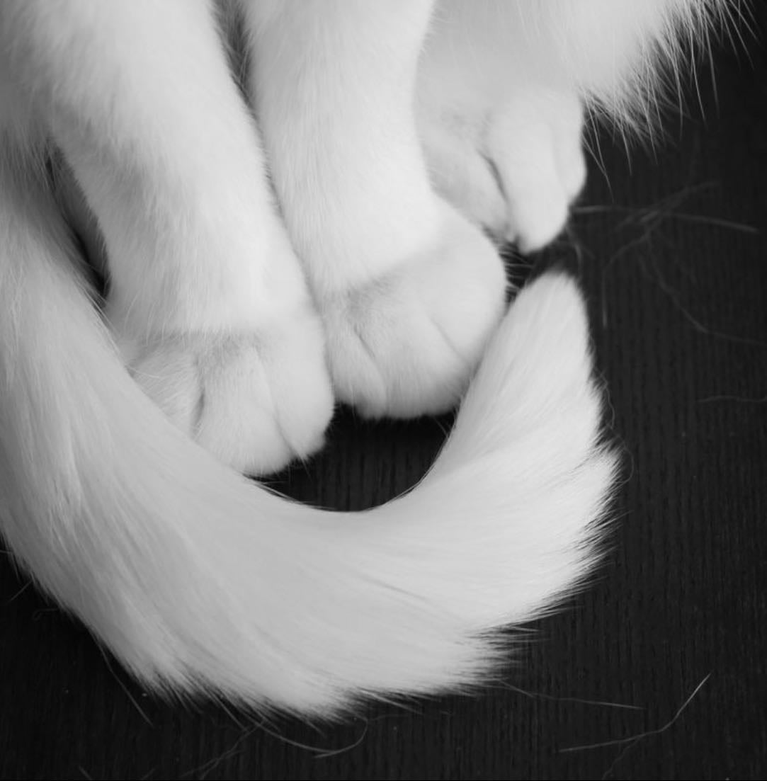 ฅ ฅ Pets I would love to have ᓚᘏᗢ - other hypelist by Kiki🌬️