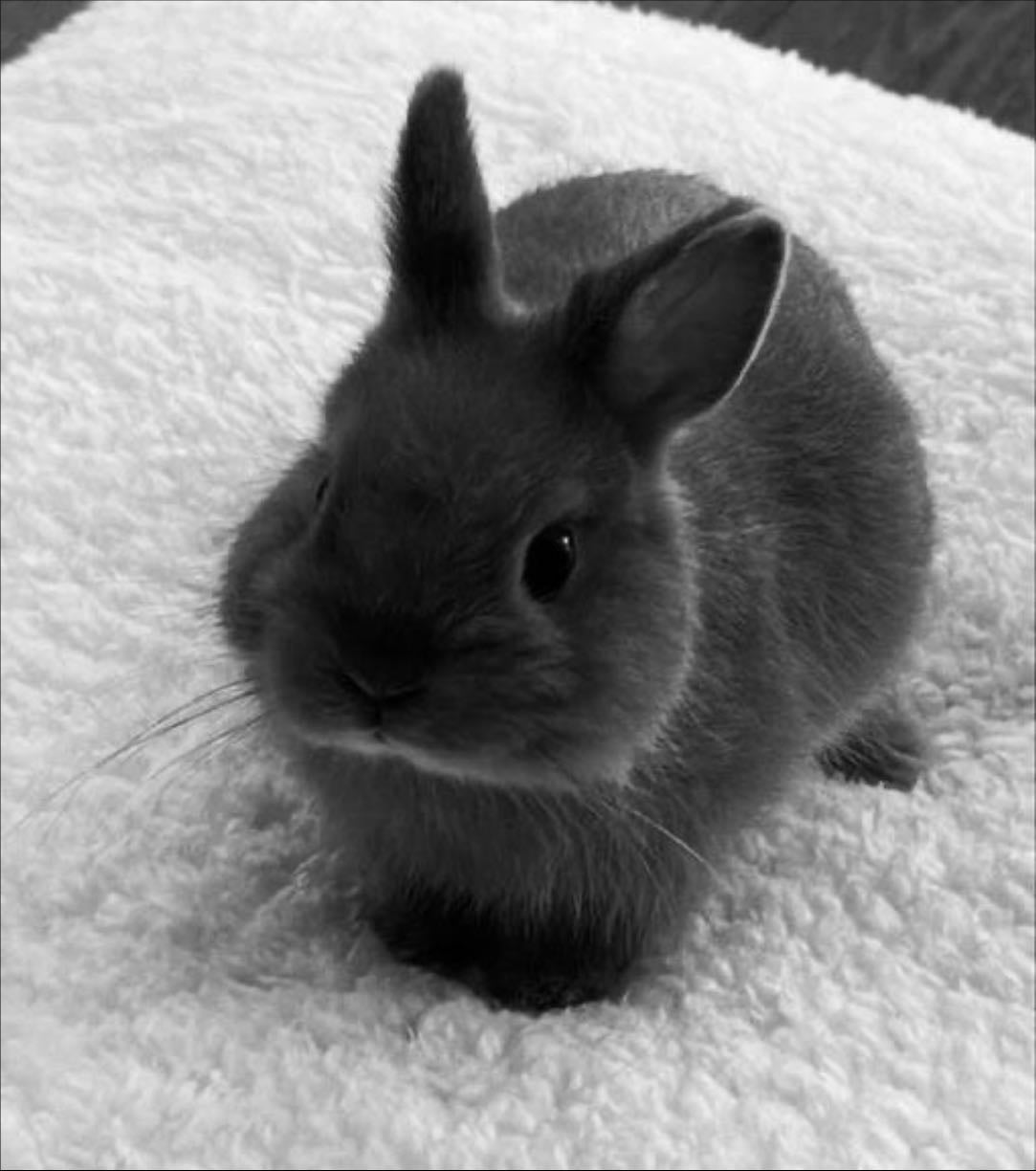 Grey Bunny