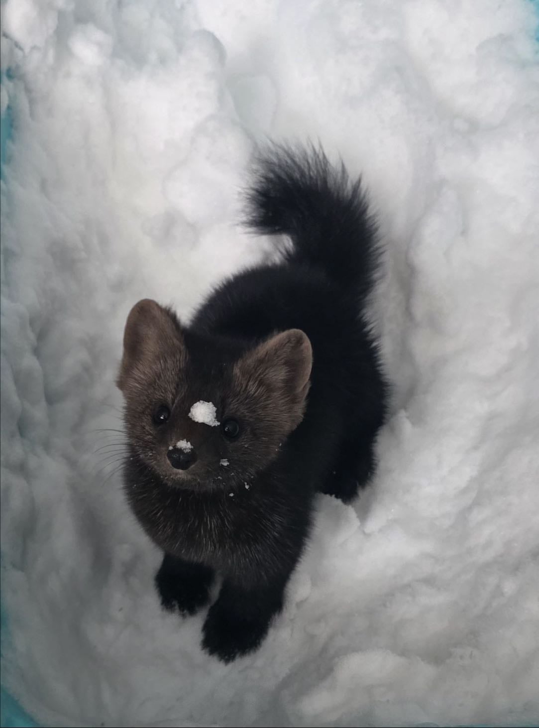 Sable