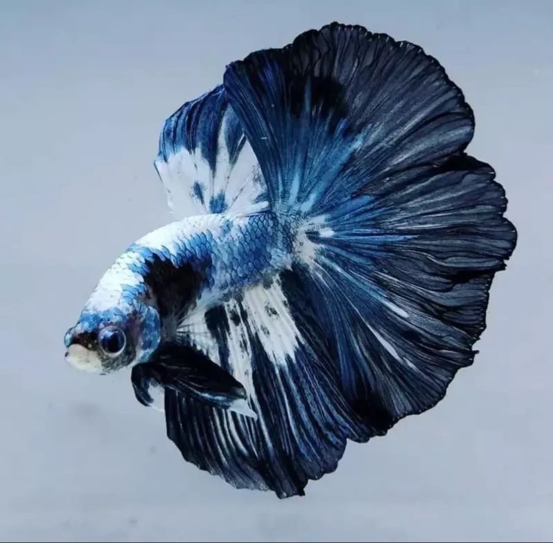 Blue Betta or any color