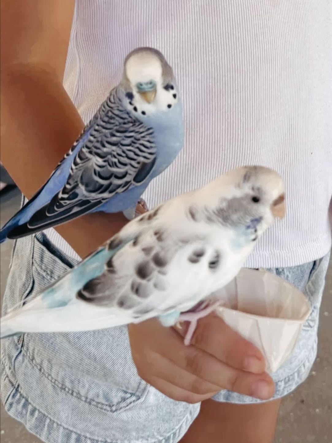 Two love birds