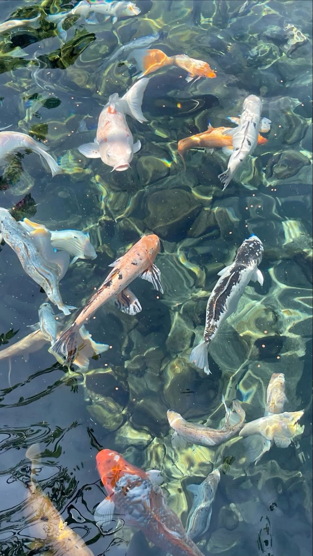 Lots of Fishes