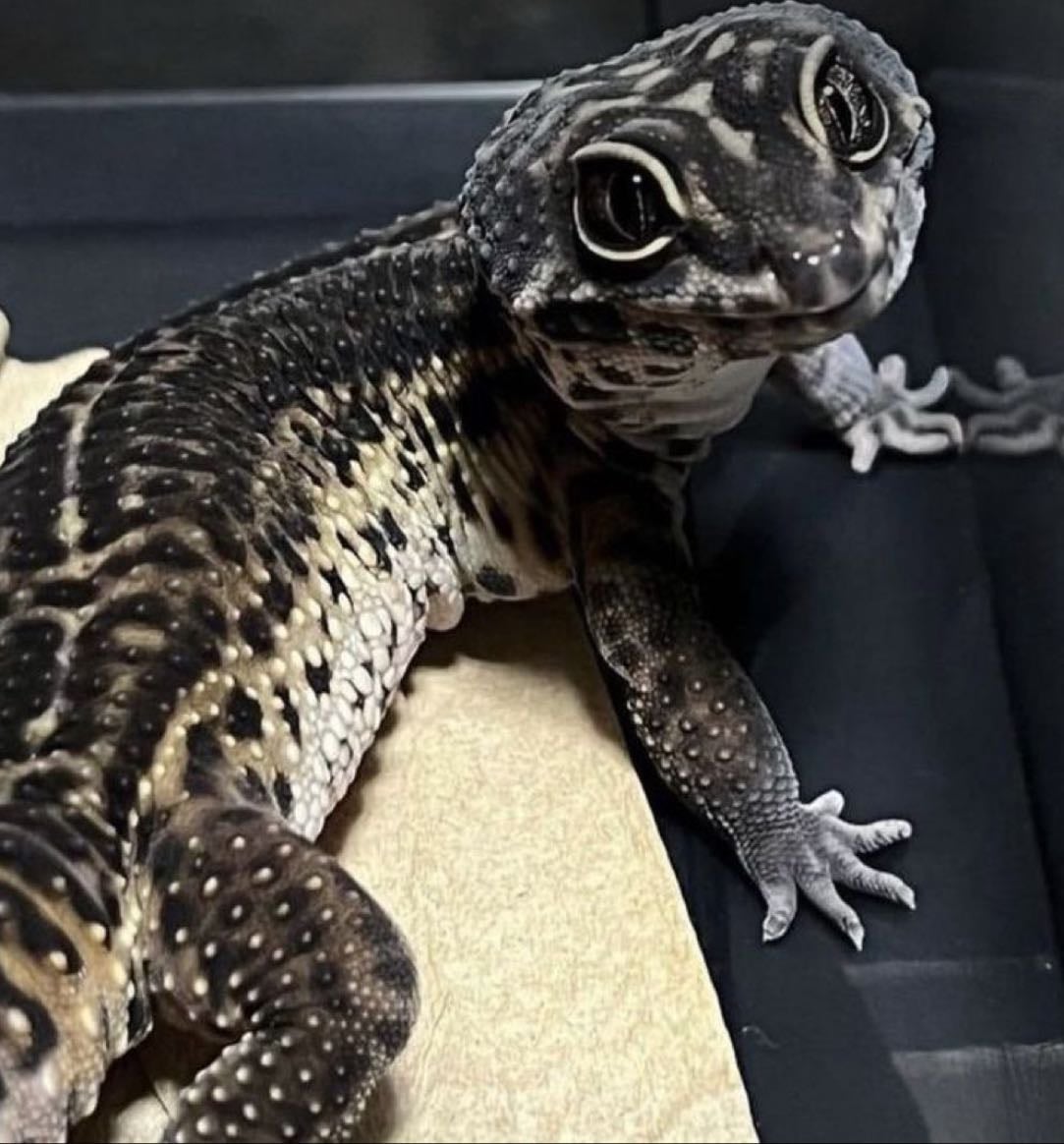 Gecko