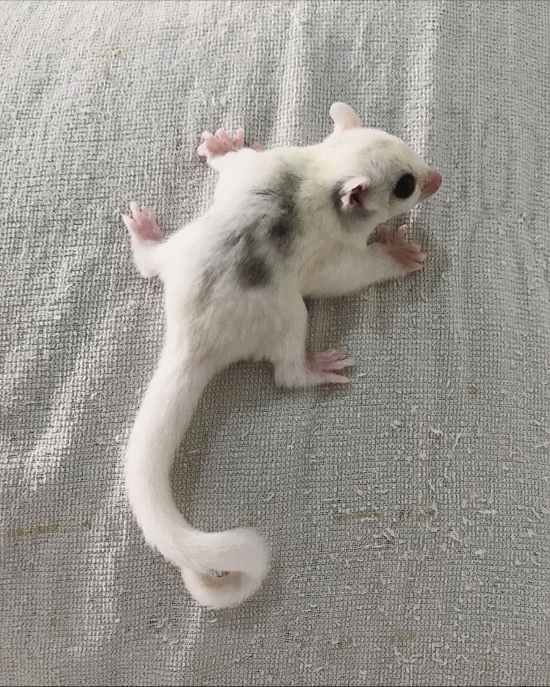 Sugar Gliders - 2
