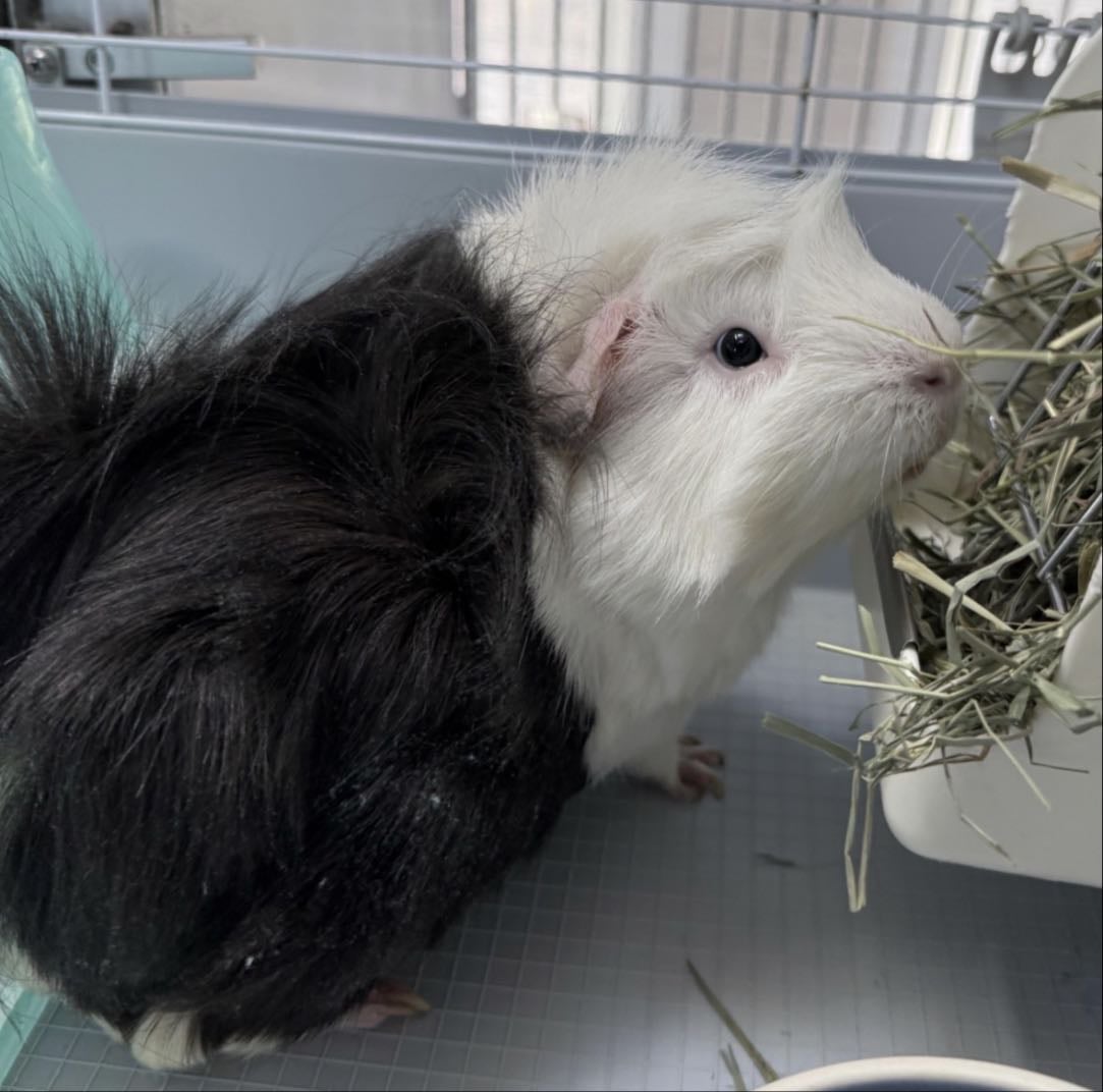 Guinea Pig