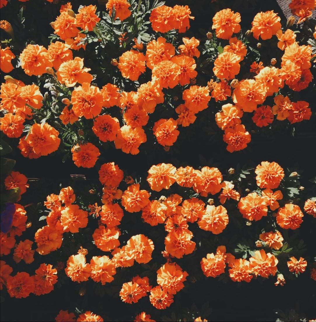 BL Japonais 🇯🇵🌹 - Movies hypelist by Gekka.Bijin_🌷