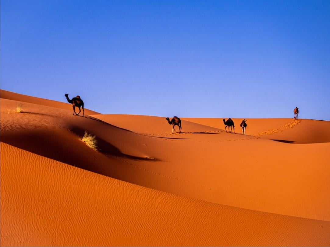 sahara desert