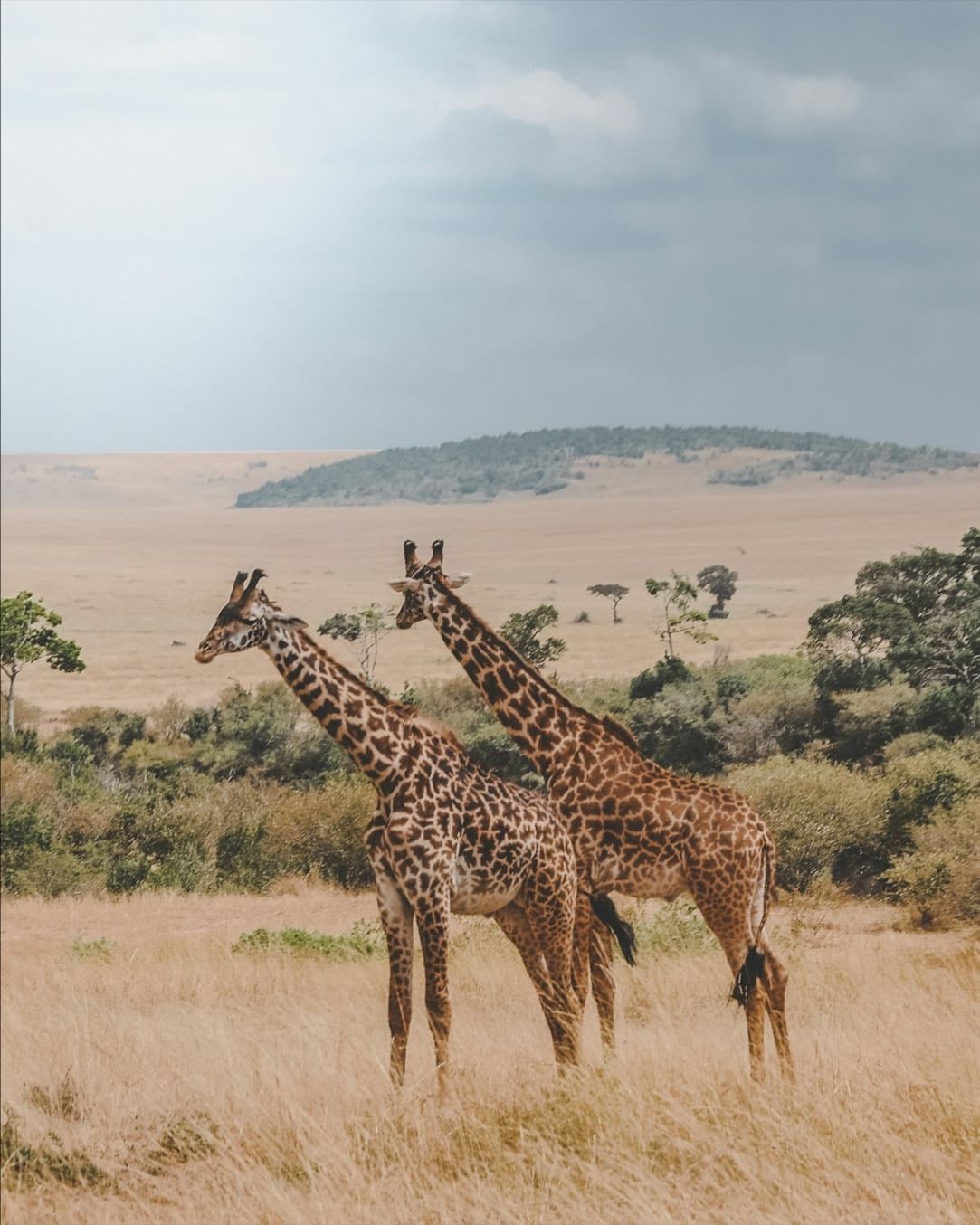 kenya