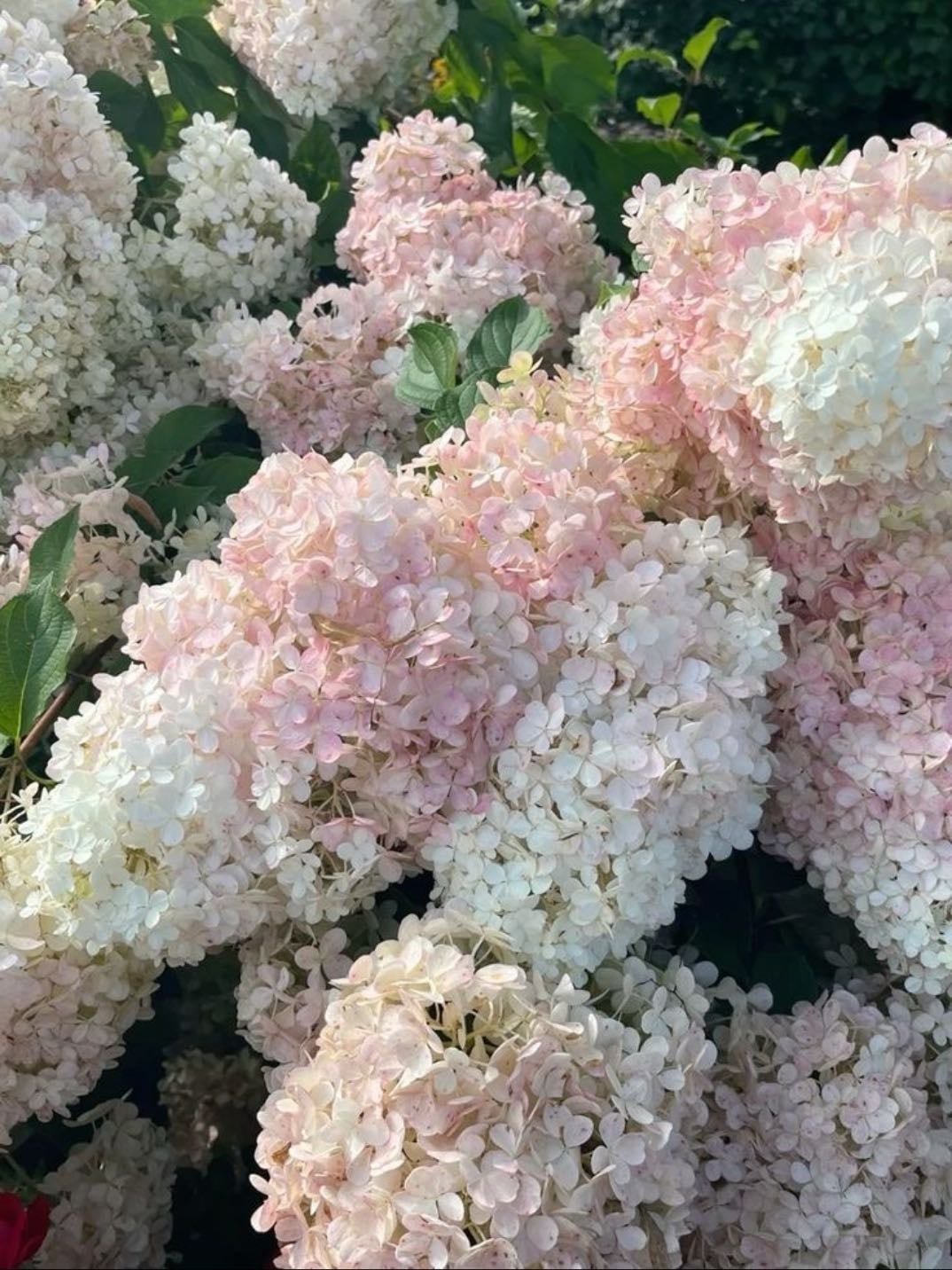 comprarme flores ₊˚⊹ ᰔ