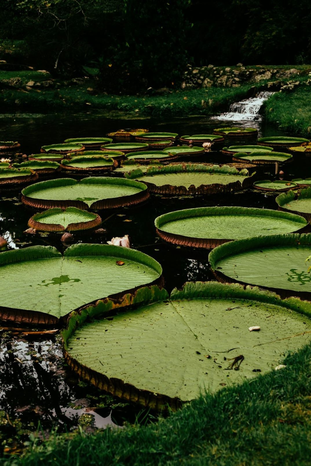Jardim Botânico