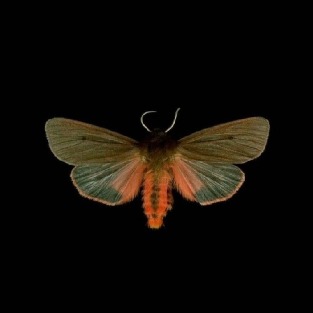 clavo y orégano - Spotify