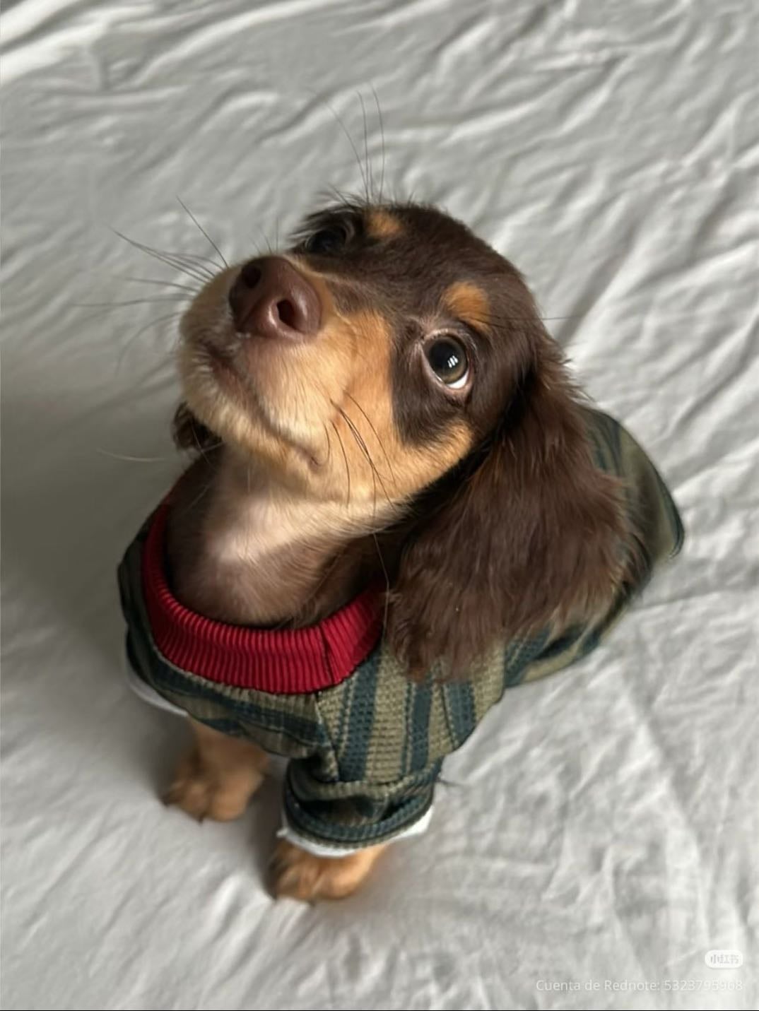 Salchichita 🐾