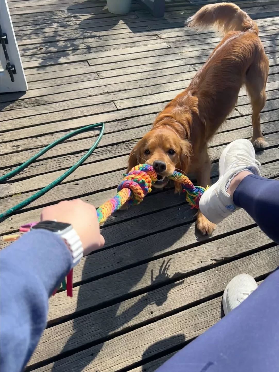 Play with your pet