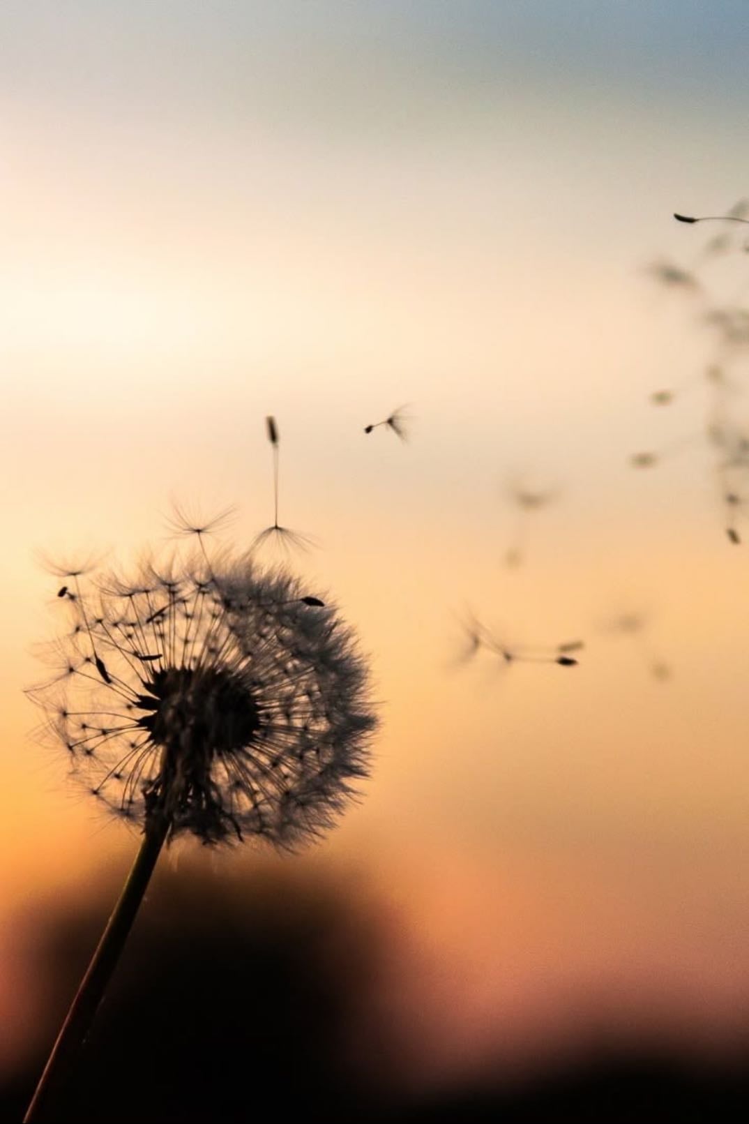 Blowing a dandelion & making a wish