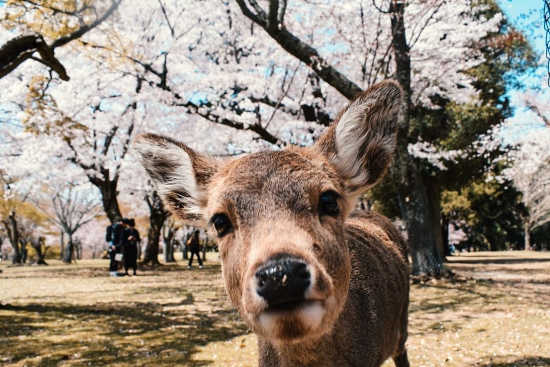 Nara