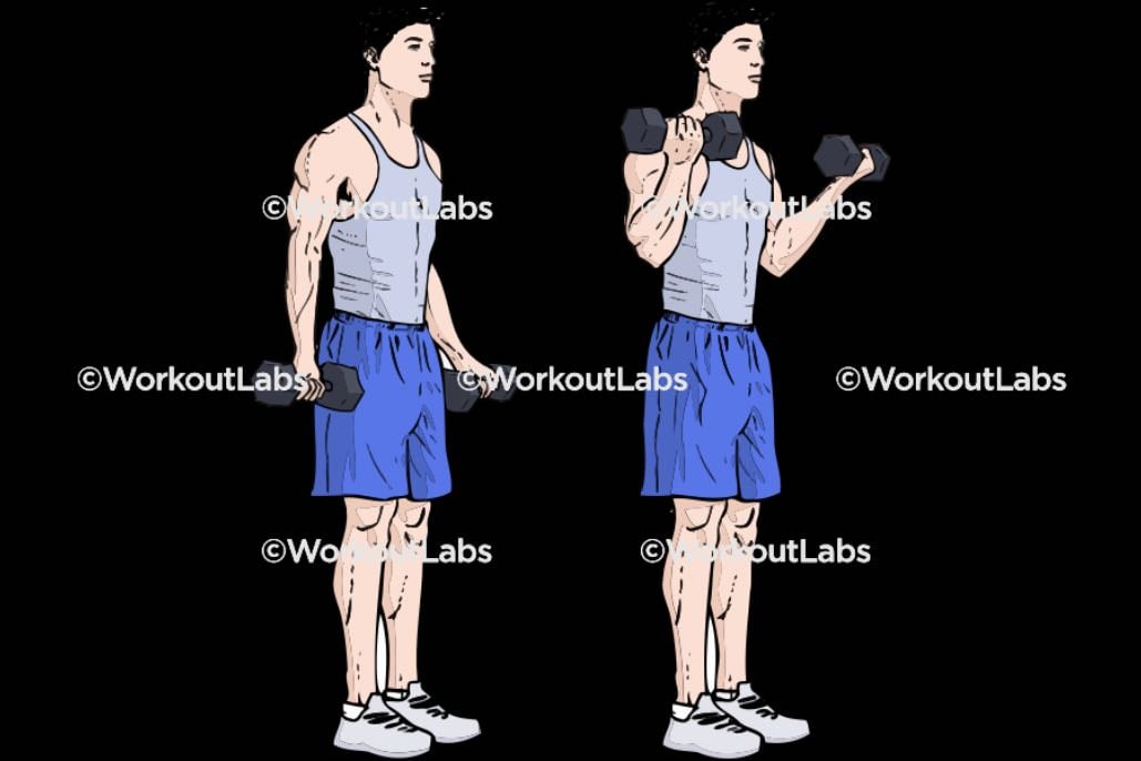 Standing DB Curls - Bicep