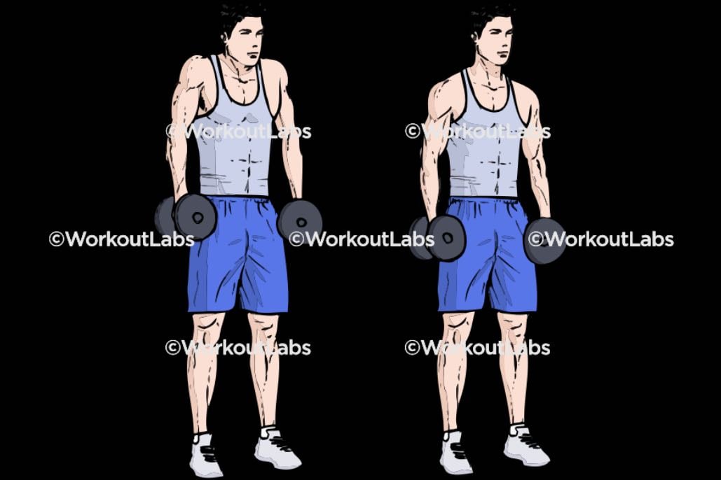DB Shrugs - Back