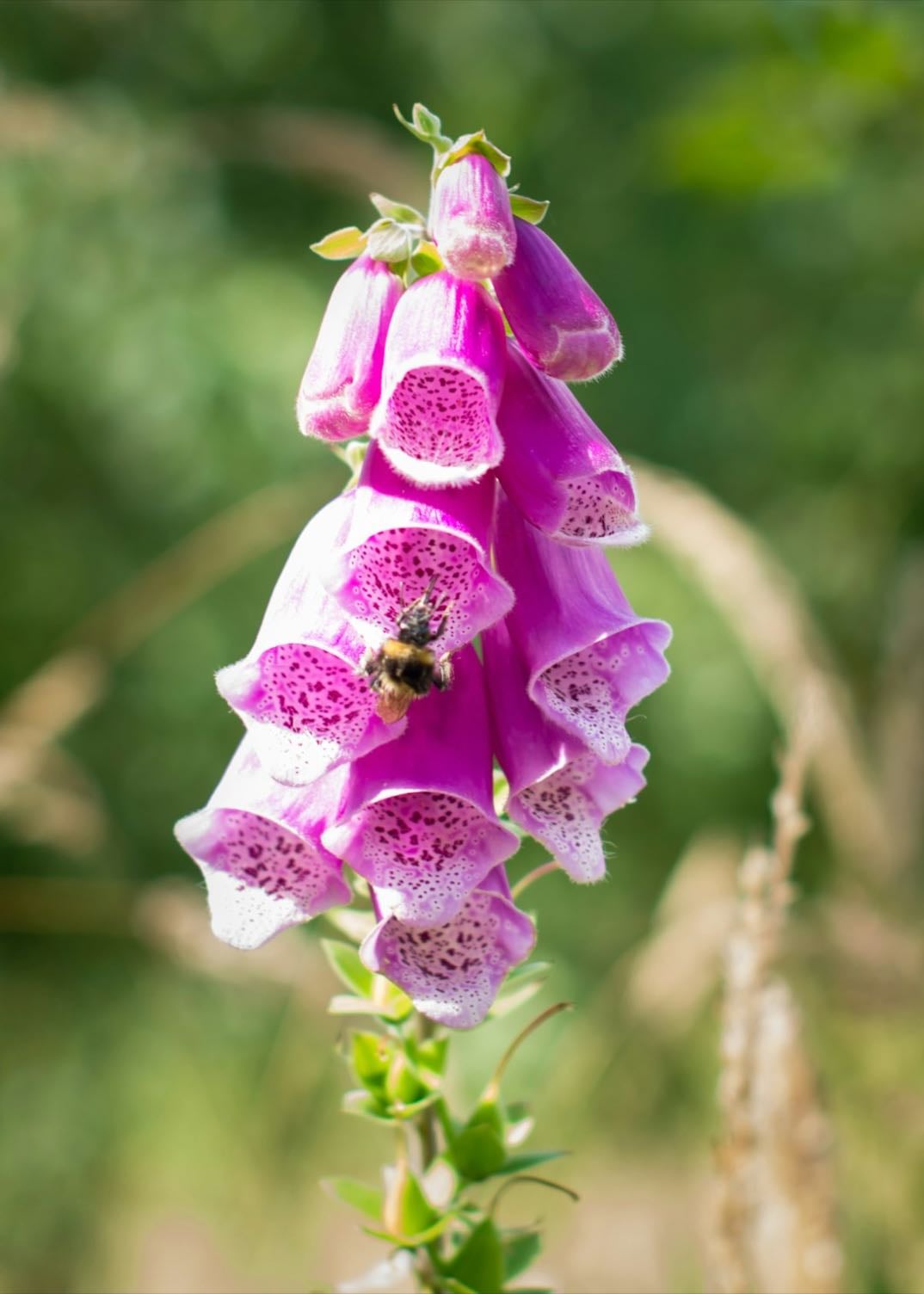 Foxglove flowers