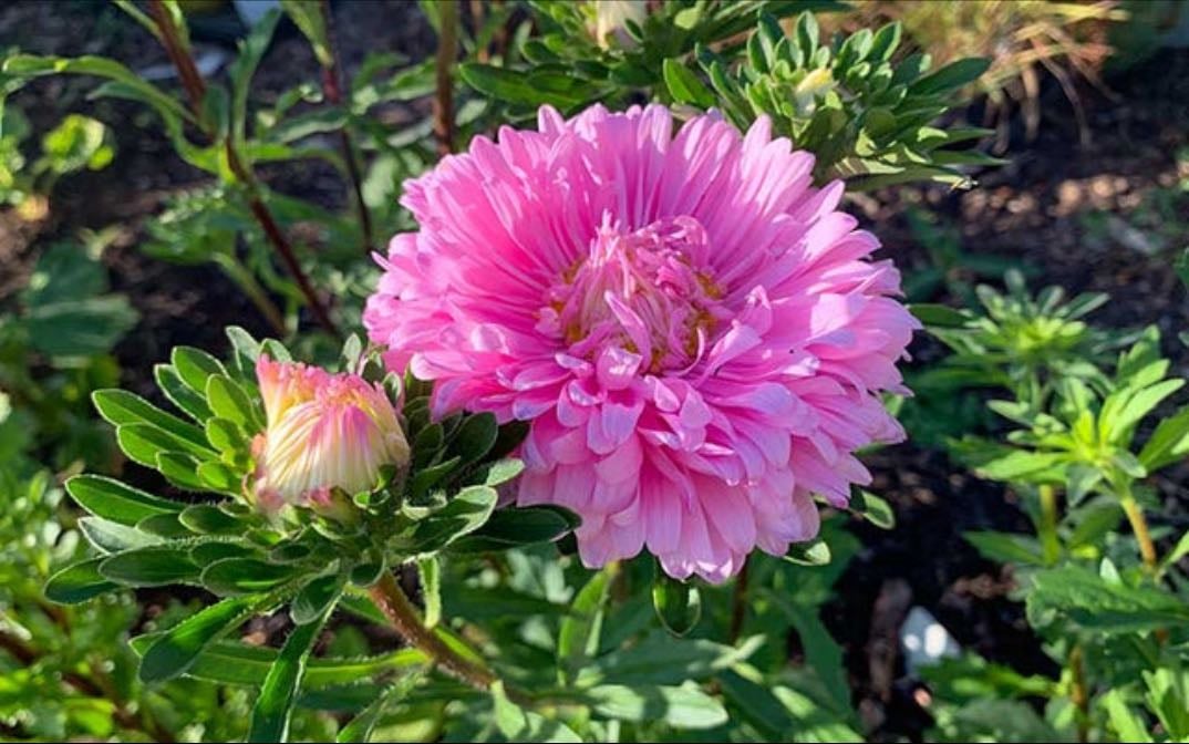 Pink Chinese aster flowers