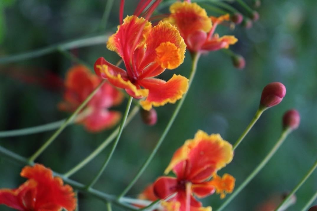 Peacock flower