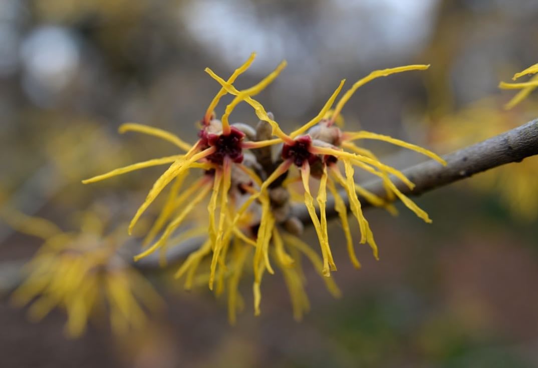 Witch-hazel