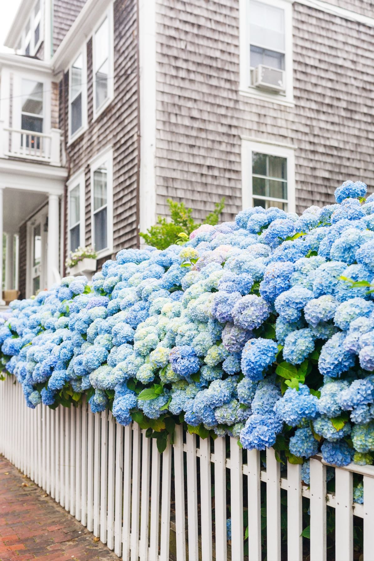 Cliff Lodge Bed & Breakfast - Hydrangeas