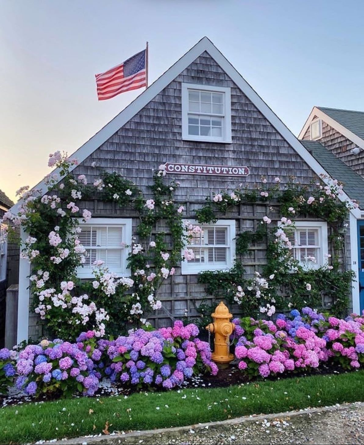 Constitution House - Hydrangeas